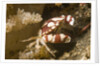Harlequin Swimming Crab by Anonymous