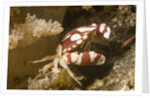Harlequin Swimming Crab by Anonymous