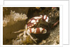 Harlequin Swimming Crab by Anonymous