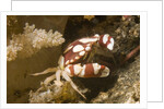Harlequin Swimming Crab by Anonymous