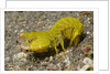 Smooth Mantis Shrimp female by Anonymous