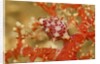 Margined Egg Cowrie by Anonymous