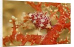 Margined Egg Cowrie by Anonymous