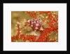 Margined Egg Cowrie by Anonymous