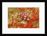 Margined Egg Cowrie by Anonymous