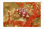 Margined Egg Cowrie by Anonymous