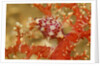 Margined Egg Cowrie by Anonymous