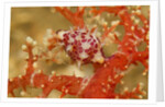 Margined Egg Cowrie by Anonymous