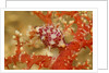 Margined Egg Cowrie by Anonymous