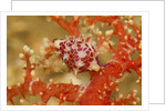 Margined Egg Cowrie by Anonymous