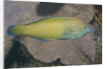 Chain-Lined Wrasse by Anonymous