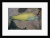 Chain-Lined Wrasse by Anonymous