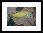 Chain-Lined Wrasse by Anonymous
