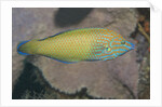 Chain-Lined Wrasse by Anonymous
