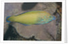 Chain-Lined Wrasse by Anonymous