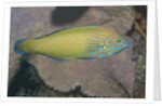 Chain-Lined Wrasse by Anonymous