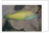 Chain-Lined Wrasse by Anonymous