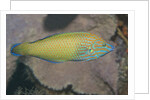 Chain-Lined Wrasse by Anonymous
