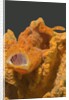 Painted Frogfish with open mouth by Anonymous