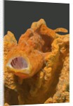 Painted Frogfish with open mouth by Anonymous