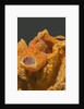 Painted Frogfish with open mouth by Anonymous