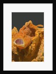 Painted Frogfish with open mouth by Anonymous