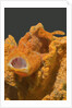 Painted Frogfish with open mouth by Anonymous