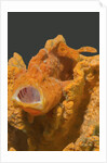 Painted Frogfish with open mouth by Anonymous