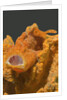 Painted Frogfish with open mouth by Anonymous