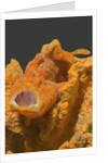 Painted Frogfish with open mouth by Anonymous