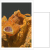 Painted Frogfish with open mouth by Anonymous