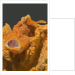 Painted Frogfish with open mouth by Anonymous