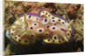 Kunie's Chromodoris by Anonymous
