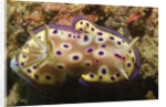 Kunie's Chromodoris by Anonymous