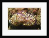 Kunie's Chromodoris by Anonymous