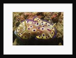 Kunie's Chromodoris by Anonymous