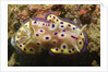 Kunie's Chromodoris by Anonymous