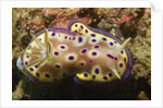 Kunie's Chromodoris by Anonymous