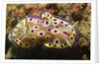 Kunie's Chromodoris by Anonymous