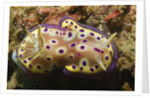 Kunie's Chromodoris by Anonymous