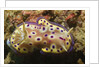 Kunie's Chromodoris by Anonymous