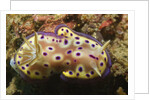 Kunie's Chromodoris by Anonymous