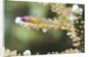Redeye Hovering Goby by Anonymous