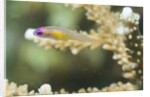 Redeye Hovering Goby by Anonymous