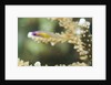Redeye Hovering Goby by Anonymous