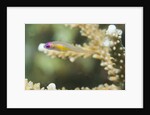 Redeye Hovering Goby by Anonymous