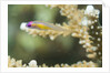 Redeye Hovering Goby by Anonymous
