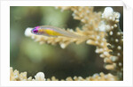 Redeye Hovering Goby by Anonymous