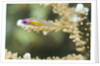 Redeye Hovering Goby by Anonymous