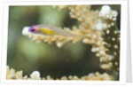 Redeye Hovering Goby by Anonymous